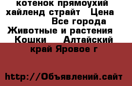 котенок прямоухий  хайленд страйт › Цена ­ 10 000 - Все города Животные и растения » Кошки   . Алтайский край,Яровое г.